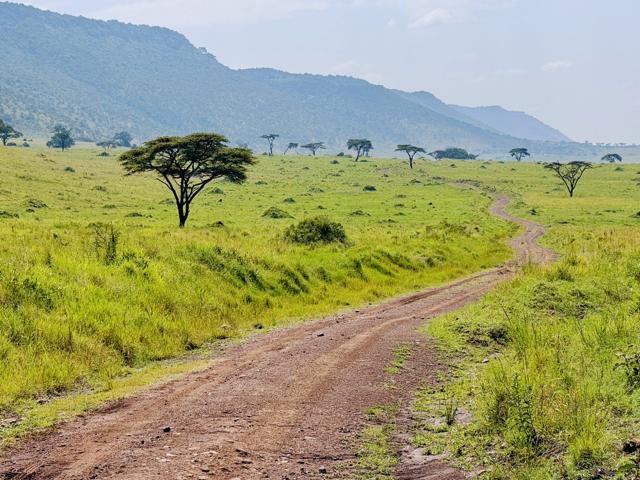 Dirt track and acacia trees across the Masai Mara plains below the escarpment