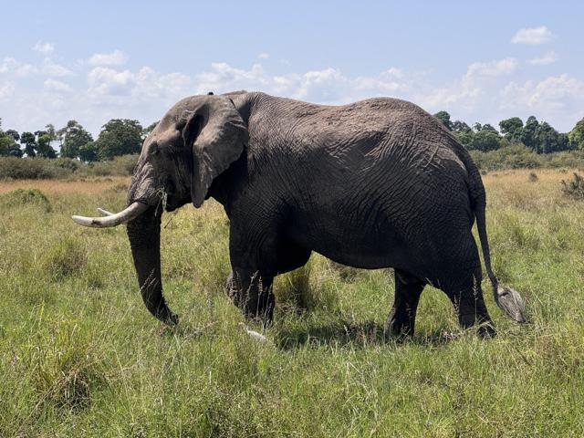 African elephant grazing in tall grass, Masai Mara