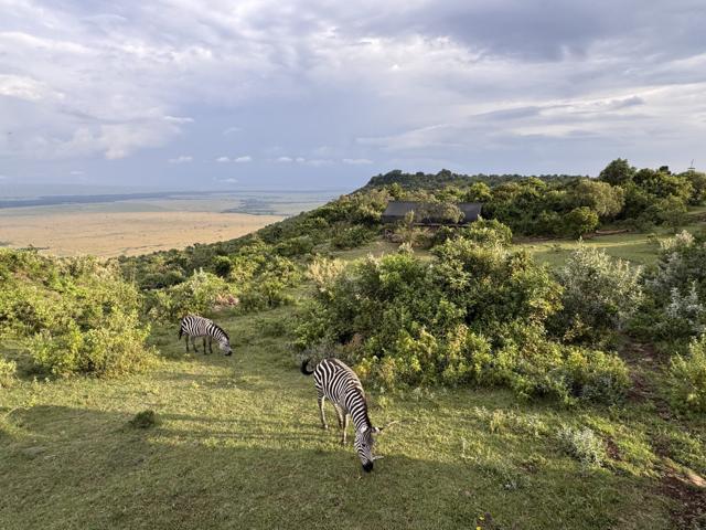 Zebras grazing on the escarpment above the Masai Mara plains