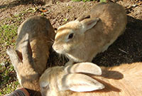 Okunoshima, Japan: The Island Where Bunnies Bounce Supreme