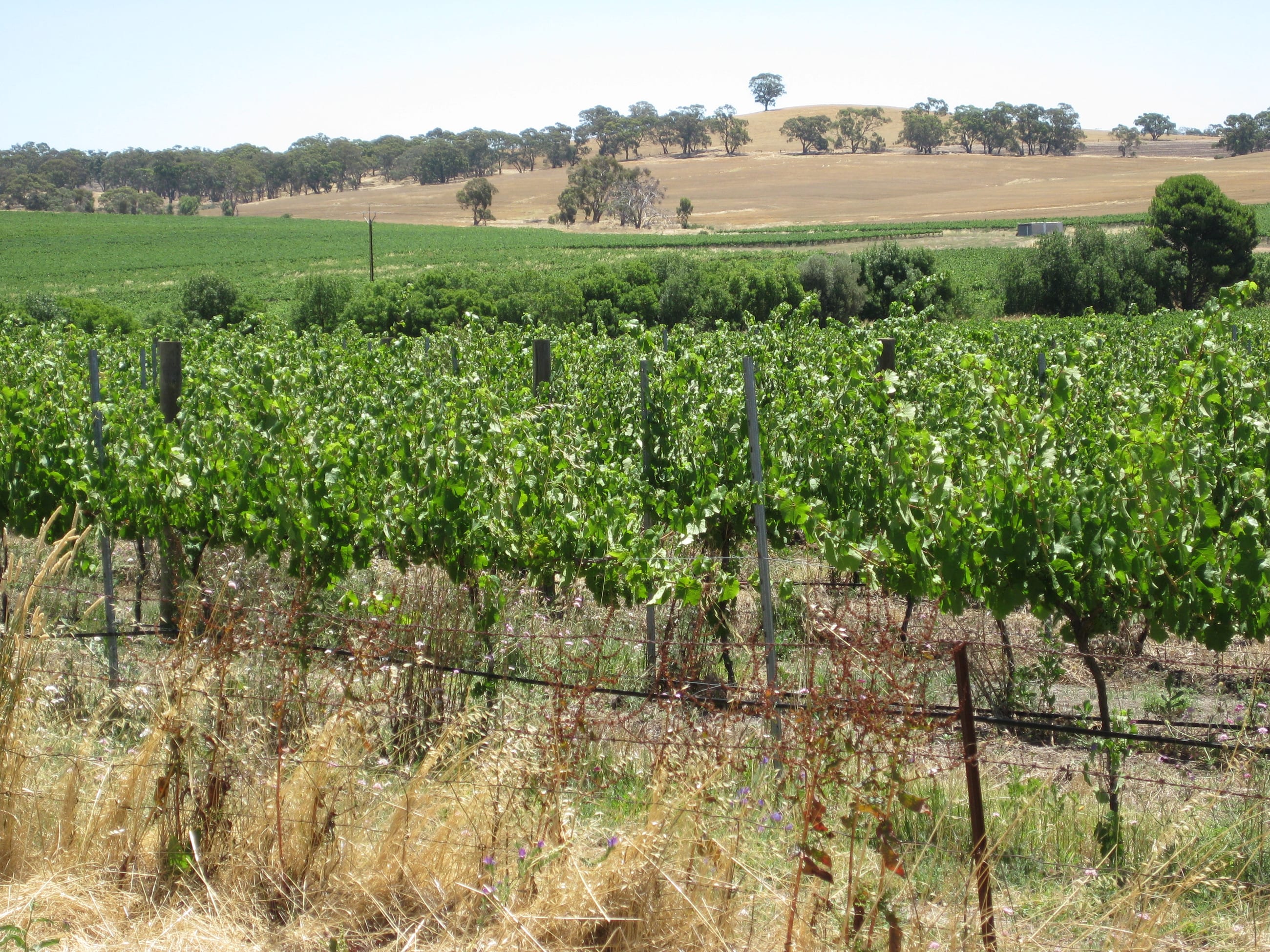 Clare Valley