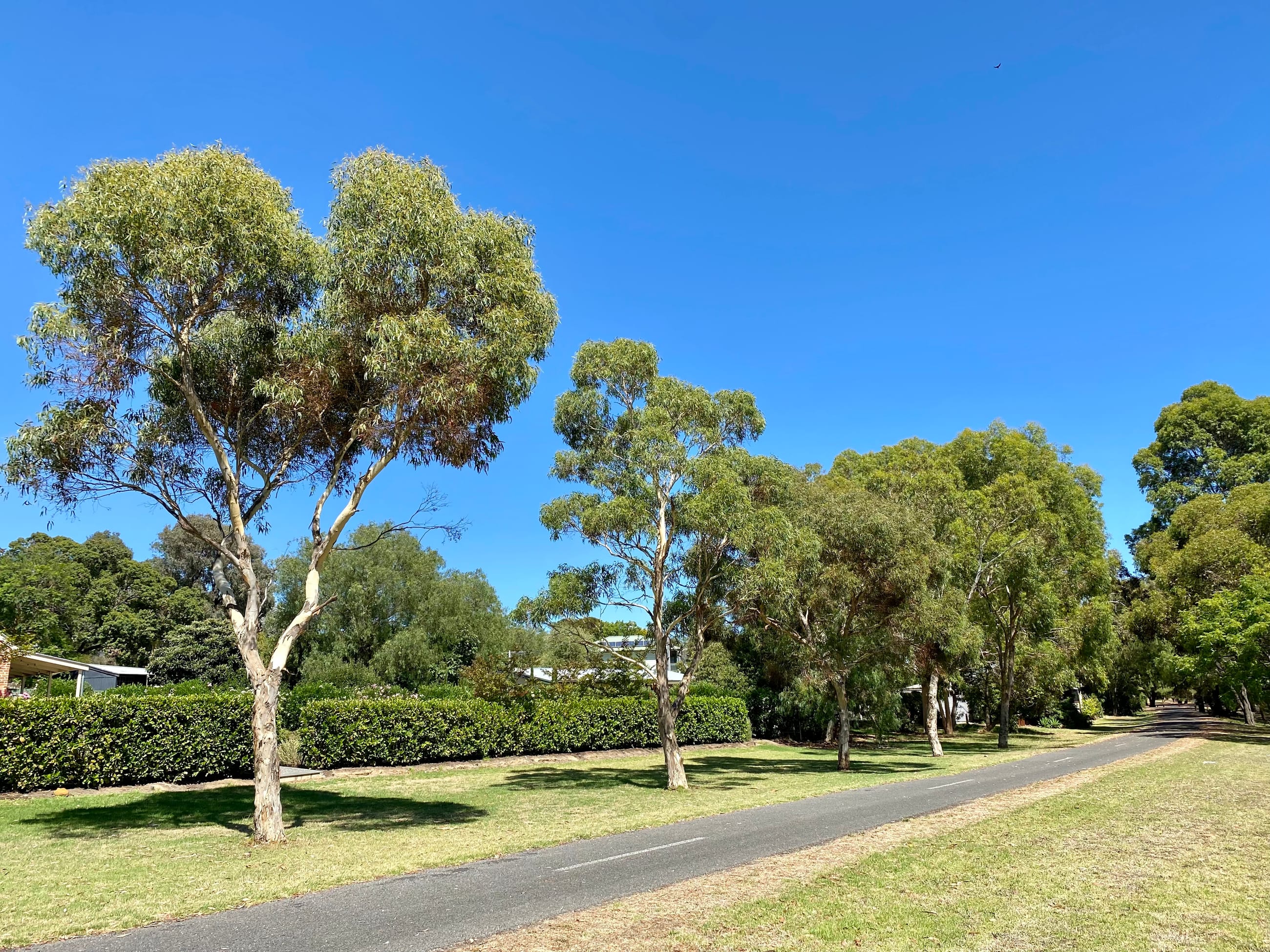 McLaren Vale