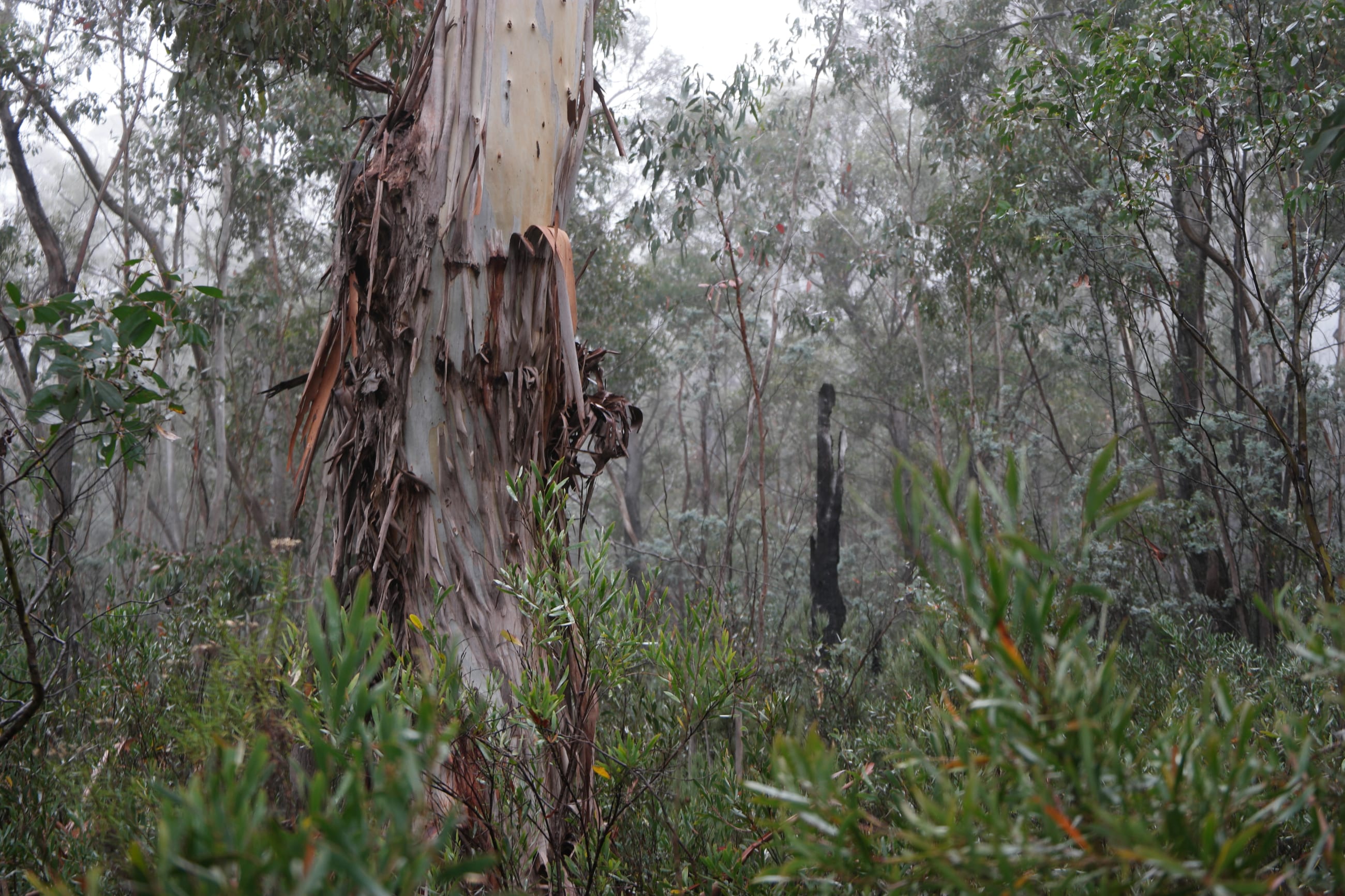 Namadgi National Park