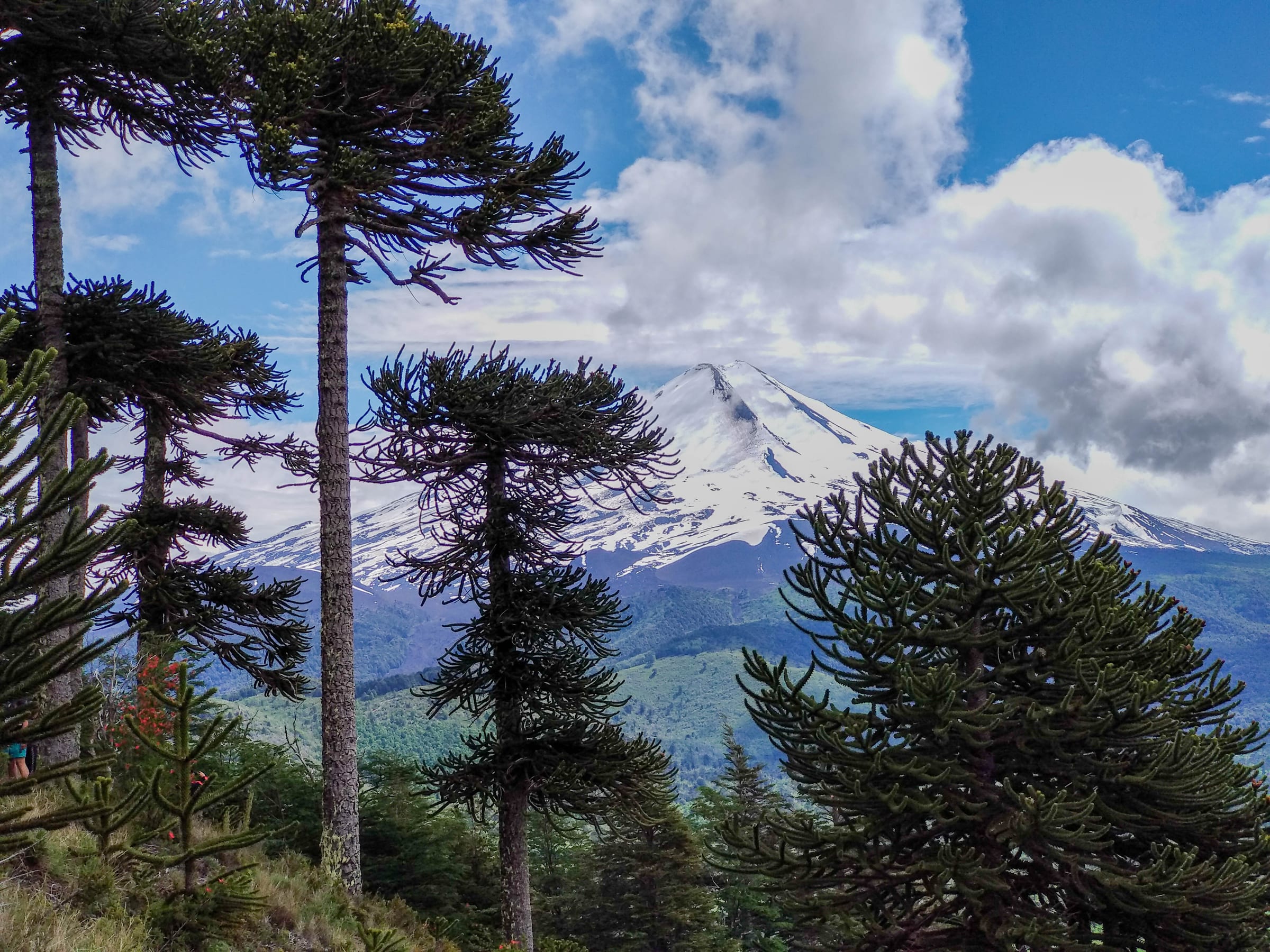 Las Araucarias (Formerly Llaima) ski area